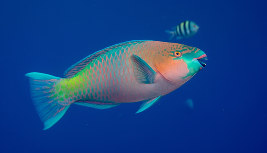 All You Need to Know: Parrotfish