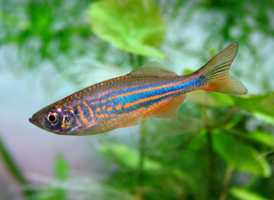 Best Fish Food for Danios
