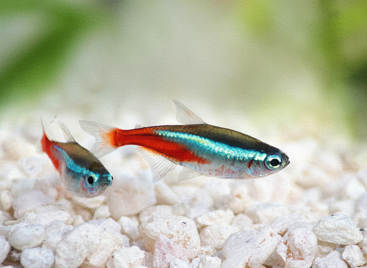 Best Fish Food for Tetras