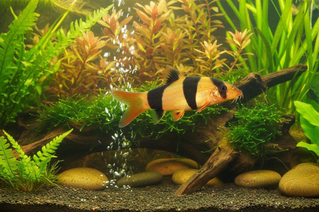 Feeding Loaches