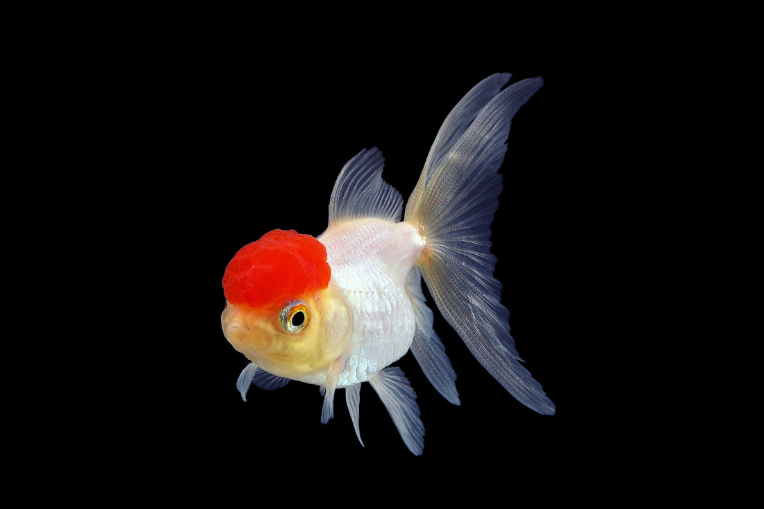 Best Fish Food For Red Cap Oranda