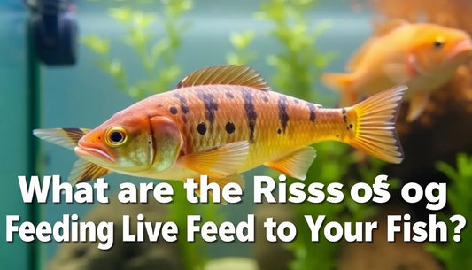 What are the Risks of Feeding Live Feed to Your Fish?