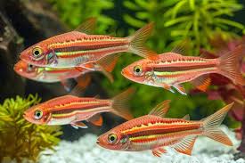 Feeding Angelfish vs Feeding Cherry barb - Know the Difference!