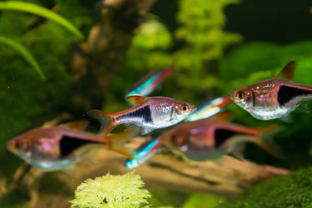 Silver Rasbora Recipes The Ultimate Guide to Feeding Rasbora: Tips and Best Practices – Intan ...