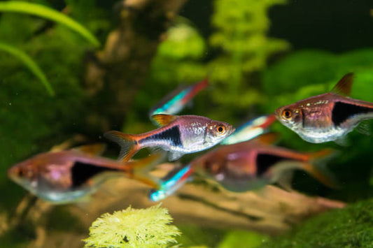 The Ultimate Guide to Feeding Rasbora: Tips and Best Practices