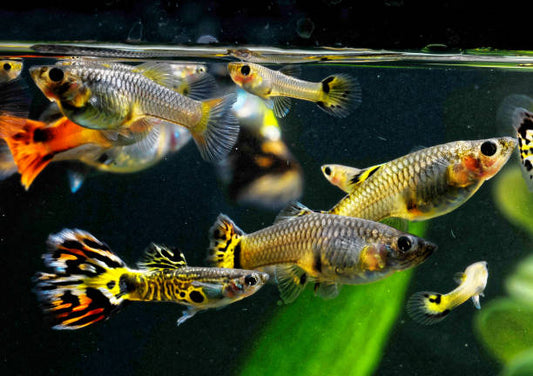 Why Is Intan the Best Fish Feed for Guppies?