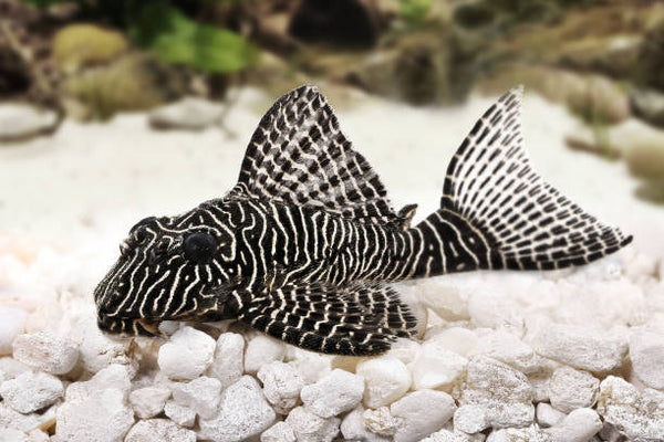 The Ultimate Guide to Feeding Plecos: Tips and Best Practices