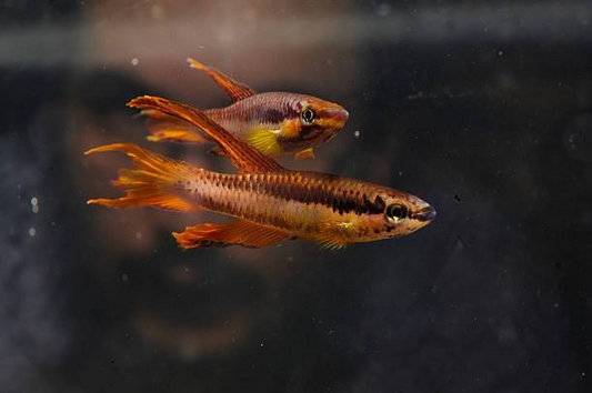 A Guide To Feeding your Killifish