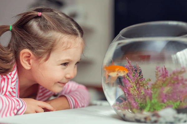 How to Introduce Children to Fish Care