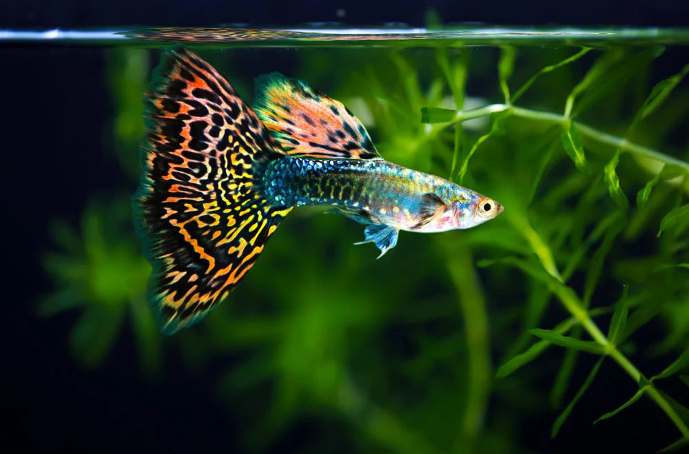 The differences between freshwater fish & saltwater fish