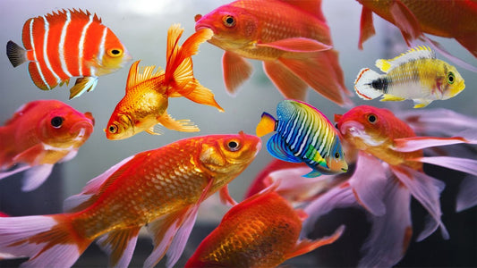 Decoding 7 Causes of Bubbles and Foam in Your Aquarium Water