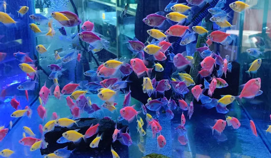 The Influence of Water Currents on Ornamental Fish Behaviour