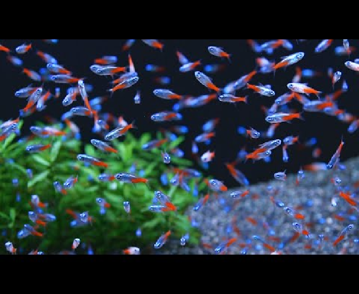 All you need to know: Tetra Fish – Intan Growel