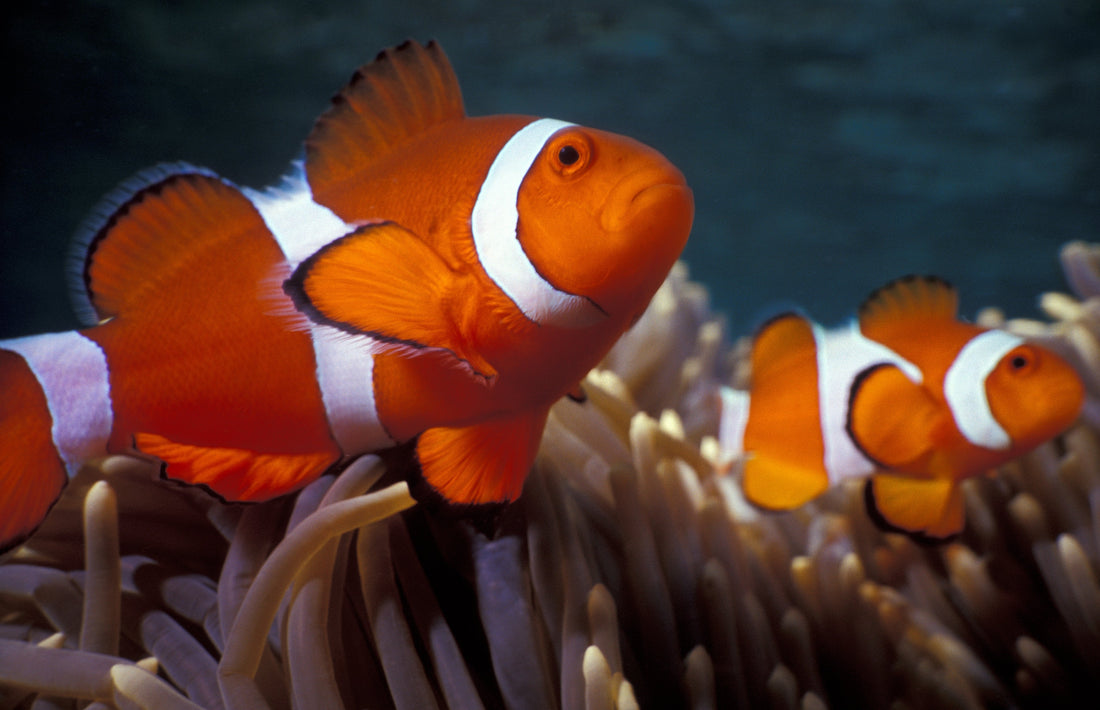 The Ultimate Guide to Feeding Clownfish: Tips and Best Practices