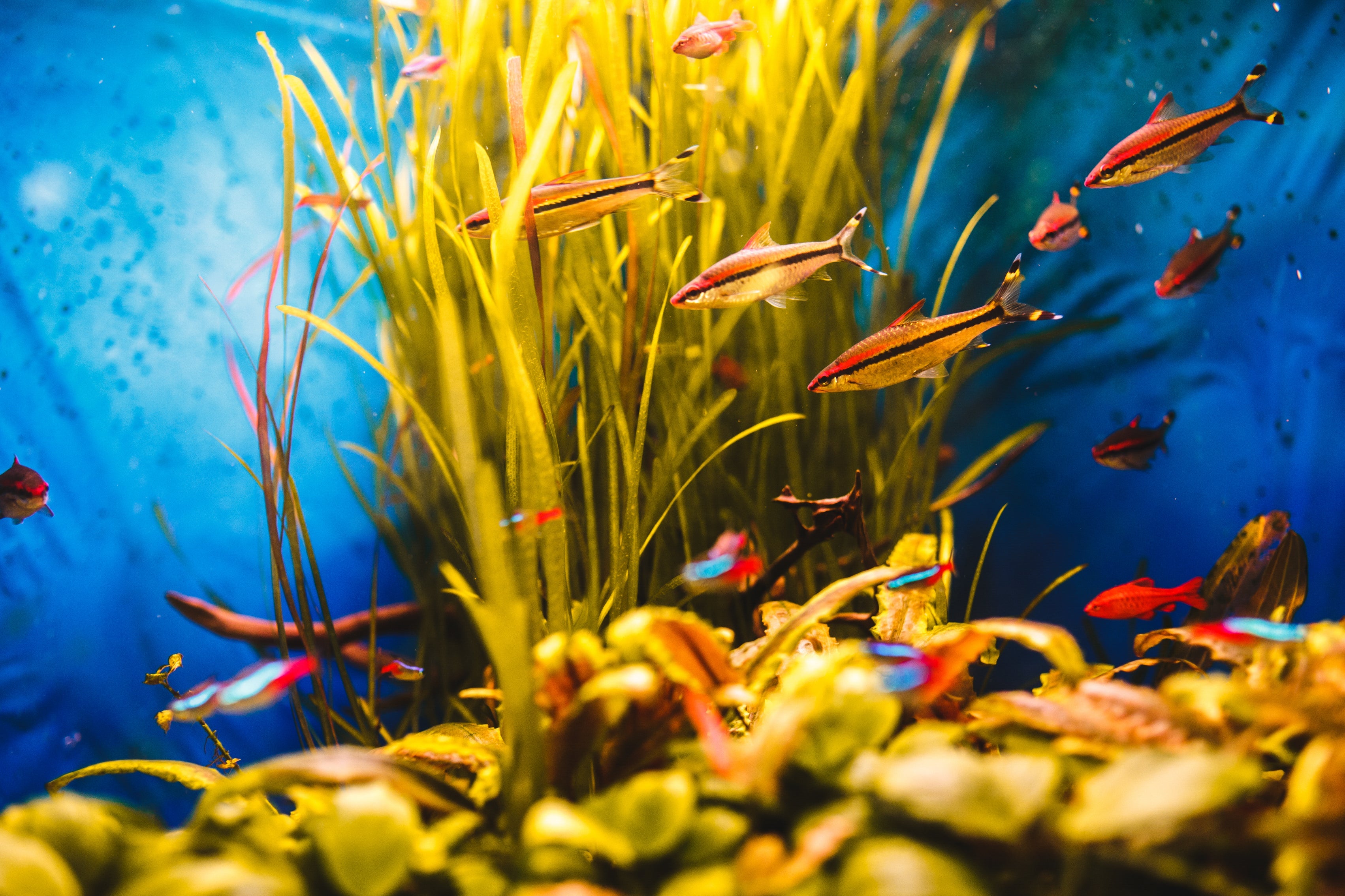 The Science Behind Intan's Micro Bits vs Faux Worm Sticks – Intan Growel
