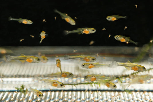 Common Mistakes to Avoid While Feeding Baby Fish