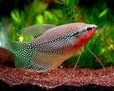 Unusual Fish Breeds: Discovering Rare and Exotic Species for Your Collection