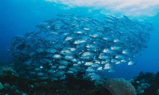 Ultimate Guide to Fish Food in India: Types, Pellets & Feeding Tips