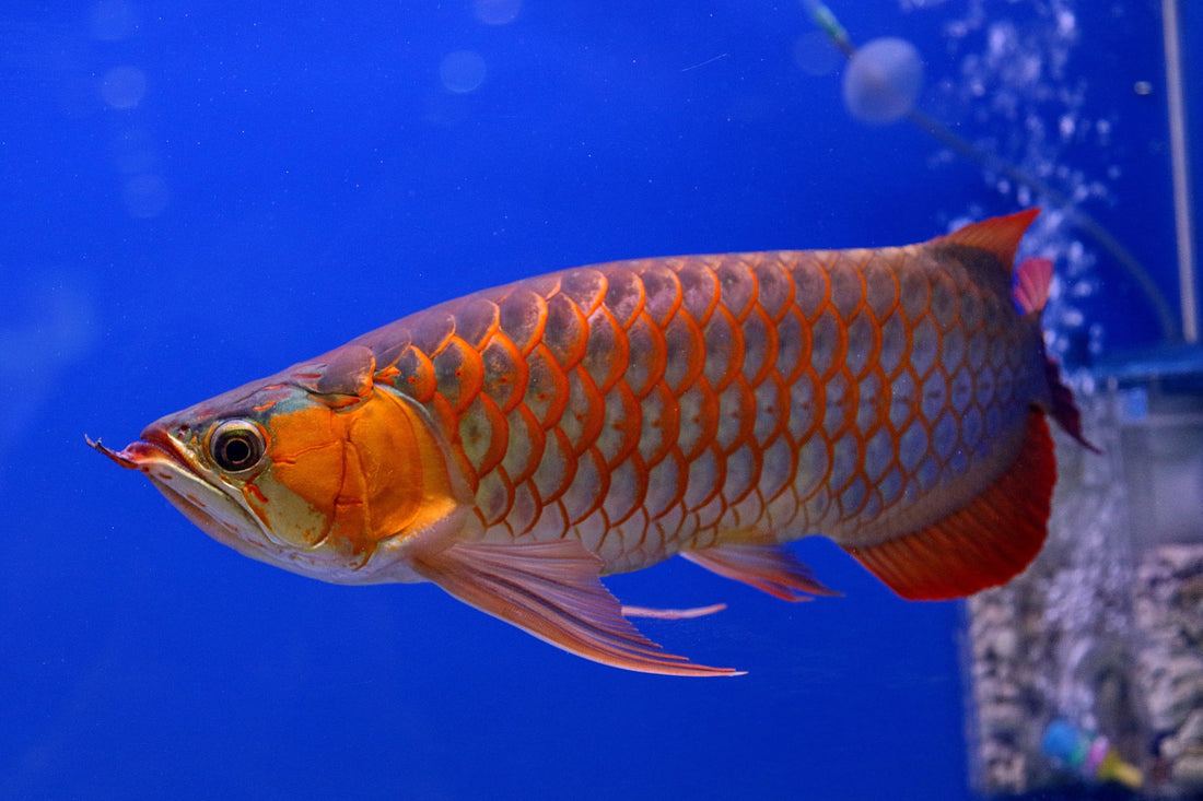 Feeding Your Aquarium Arowana the Right Way!