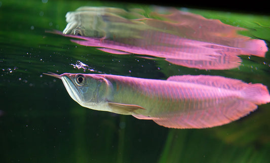 The Ultimate Guide to Feeding Arowana Fish: Tips and Best Practices