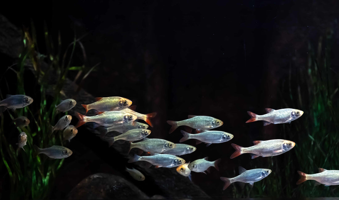 Best Fish Food for Barbs and Rainbow Fish
