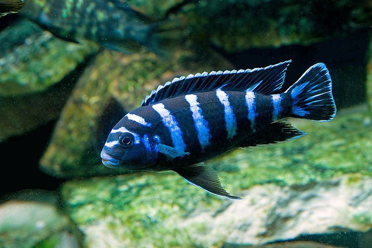 Diving Deeper: 10 Fascinating Facts About Cichlid Fish
