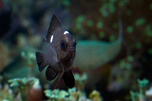 Devil’s Hole Pupfish