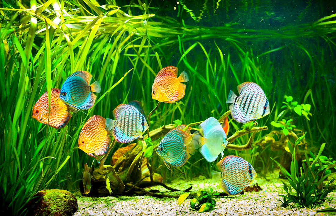 Winter Care of Fish Tank: How to Keep Your Fish Happy and Healthy During the Cold Season