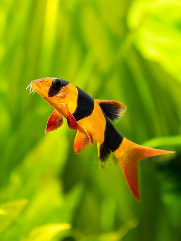 Best Fish Food For Loaches
