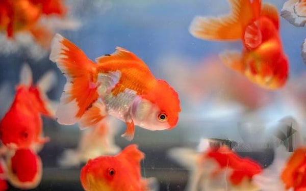 A Guide to Feeding: Ranchu