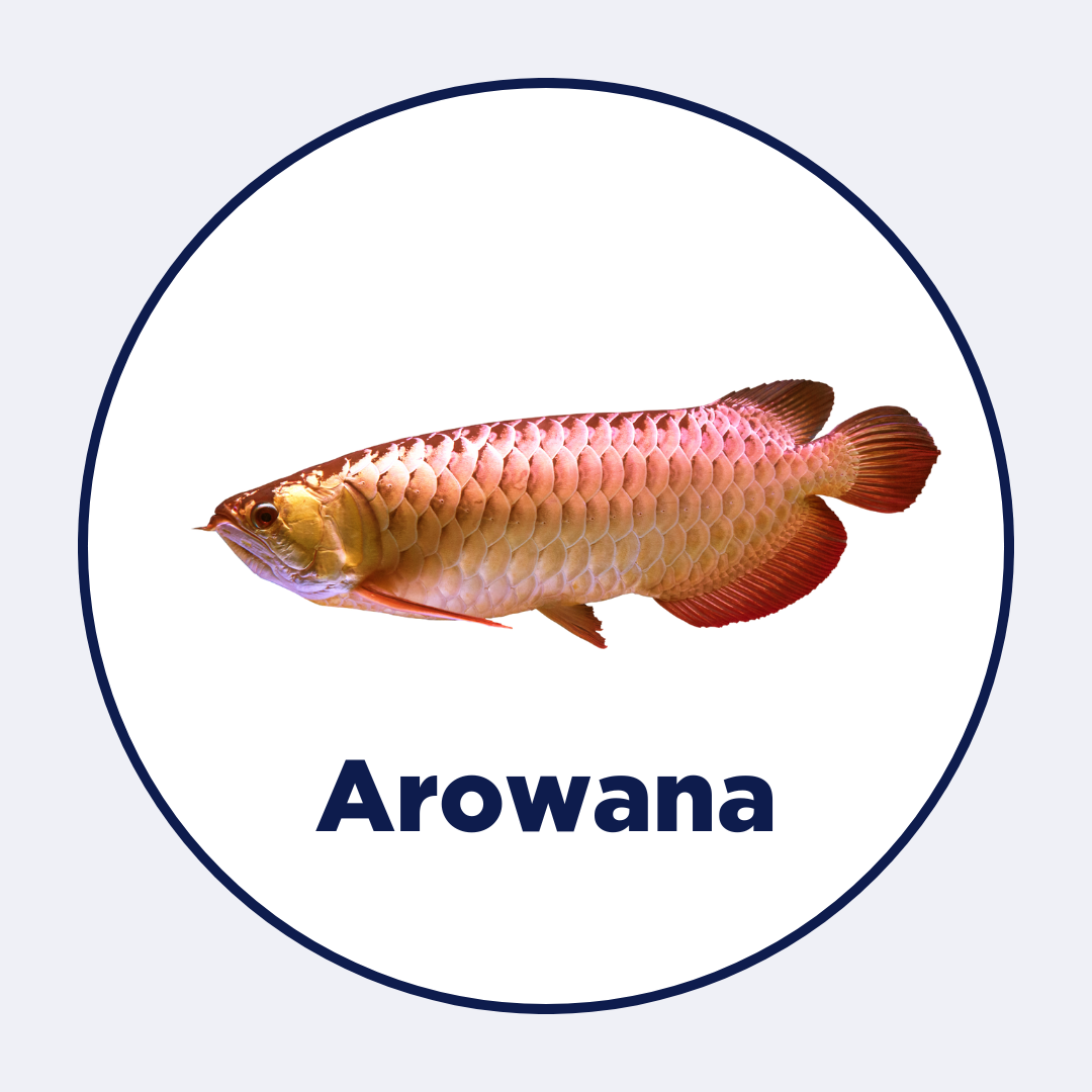 Arowana Sticks