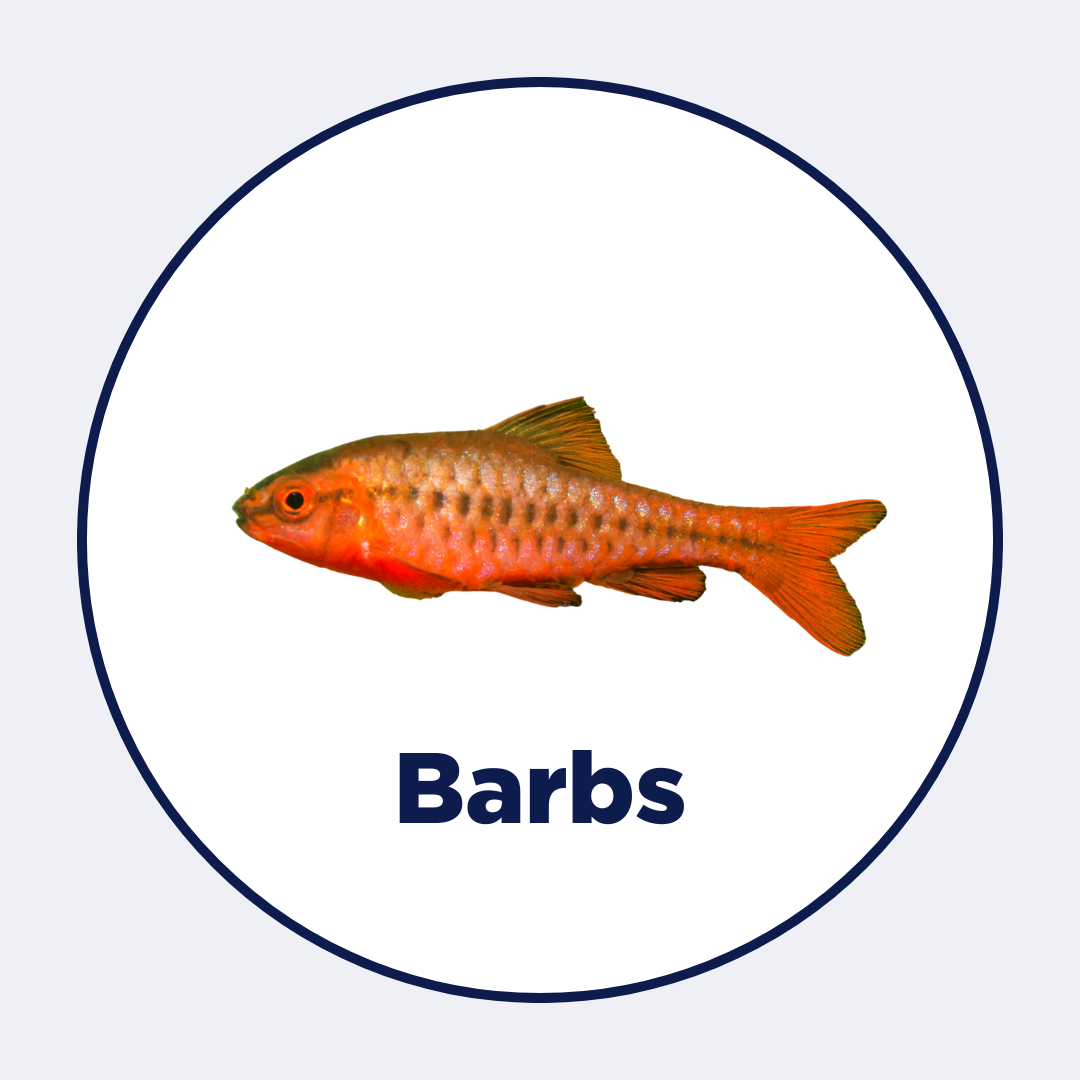 Best Fish Food for Barb Fish | Intan Aquarium Feeds by Growel – Intan ...