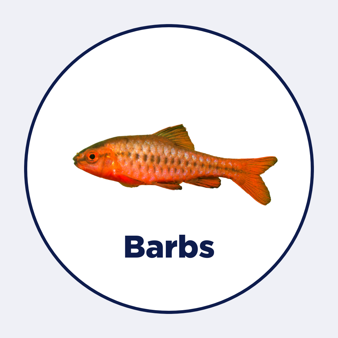 Barbs