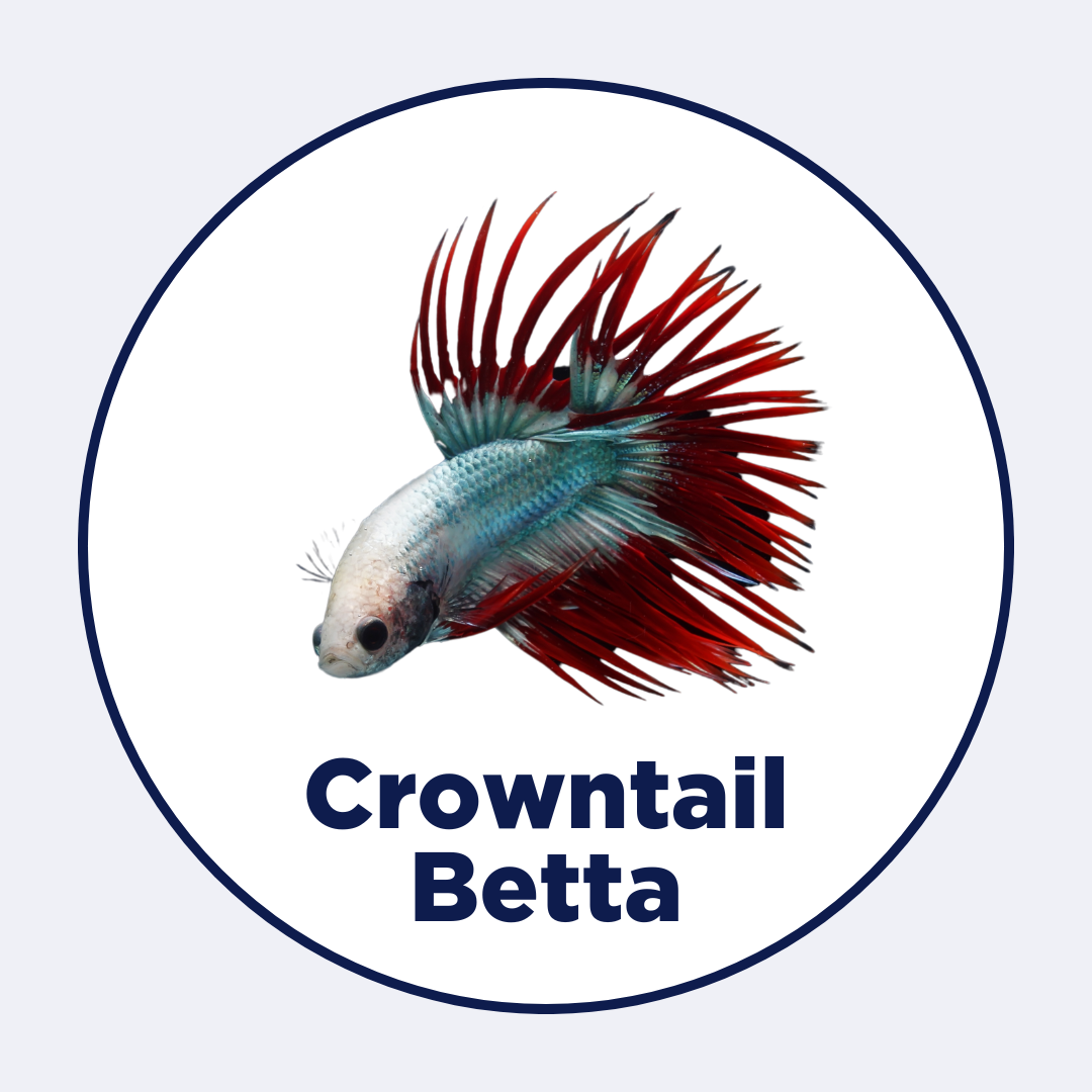 Crowntail Betta