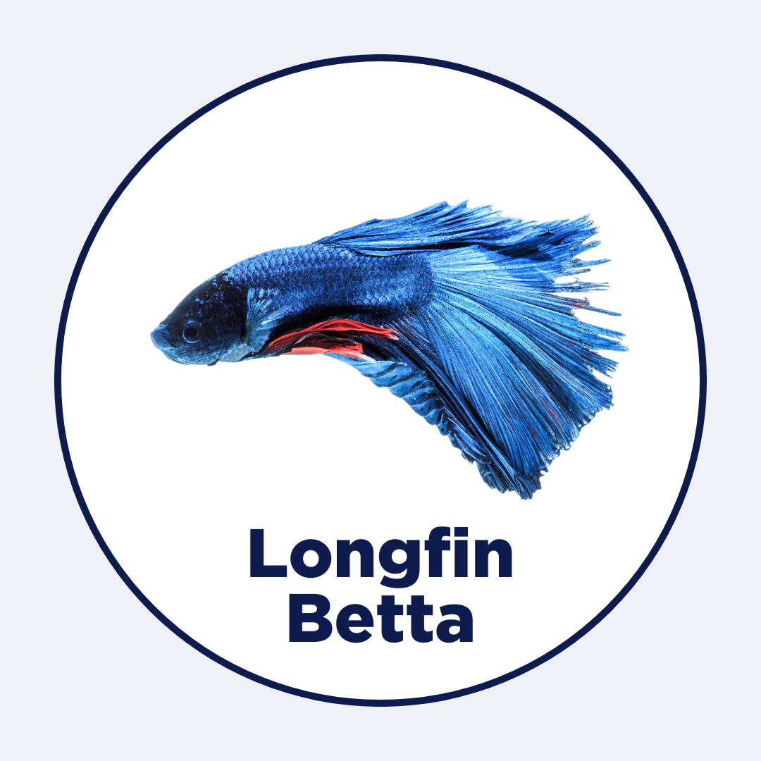 Longfin