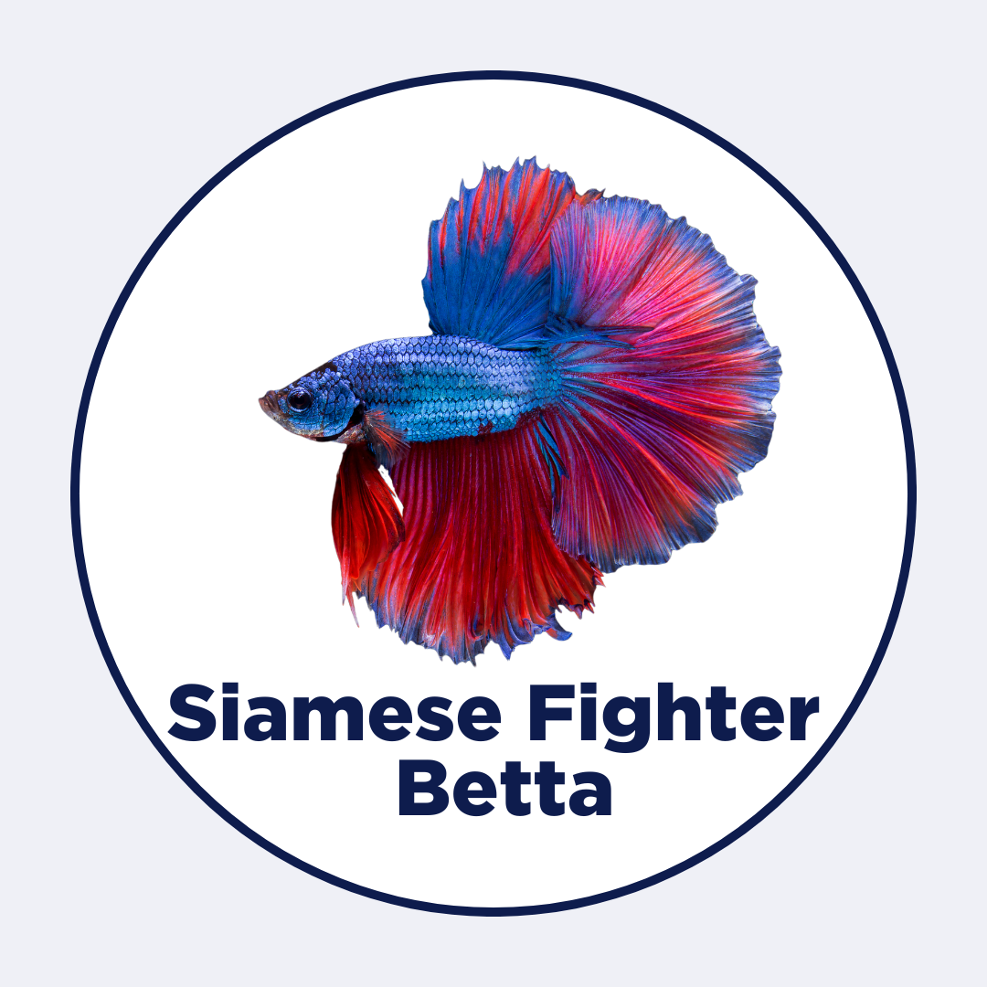 Buy Fish Feed for Siamese Fighter Betta | Intan By Growel – Intan Growel