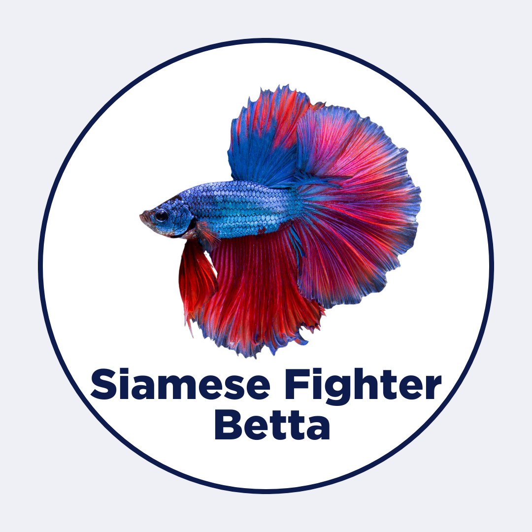 Siamese Fighter