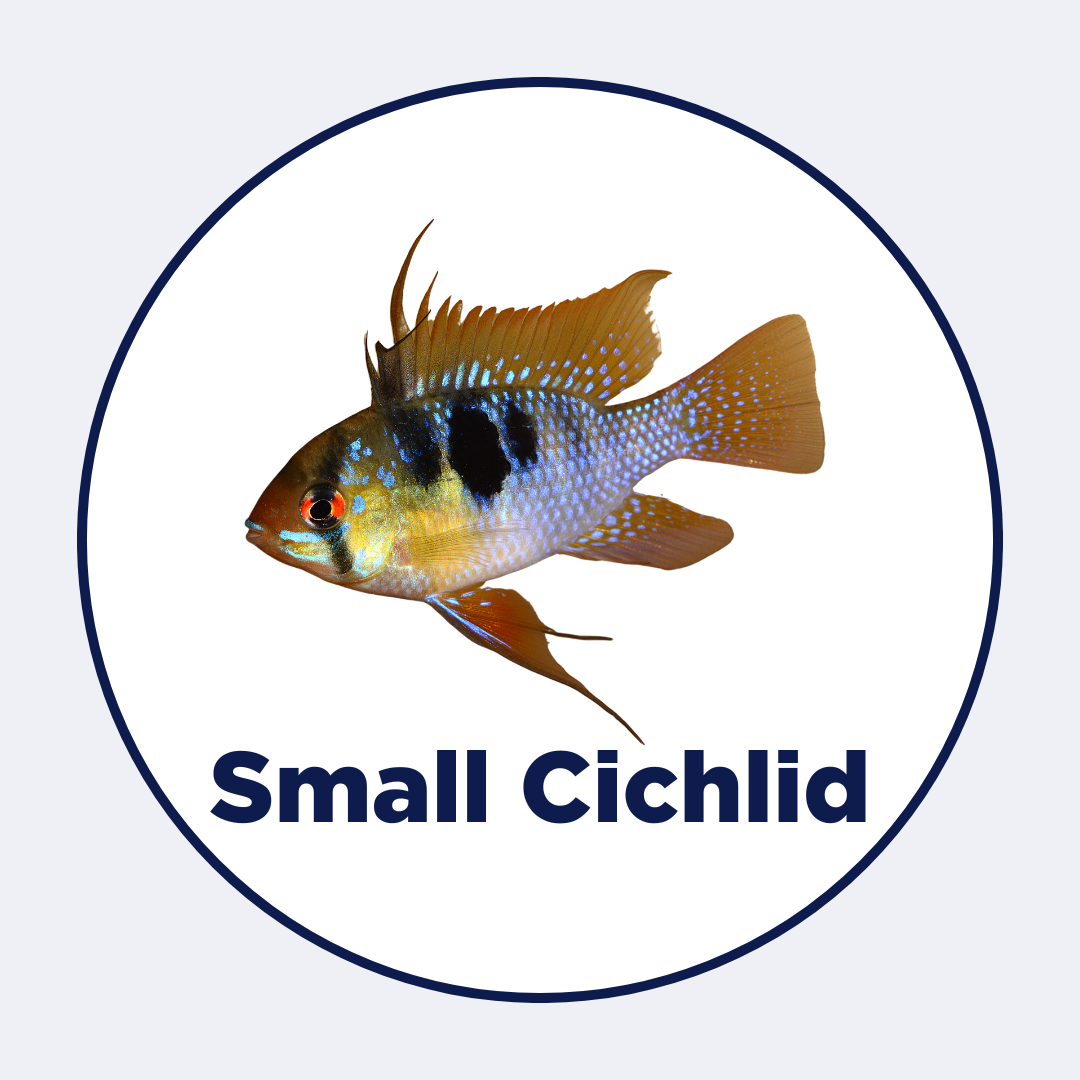 Small Cichlids