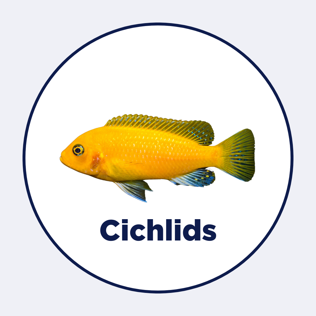 Cichlids