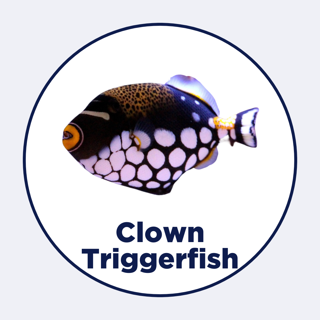 Clown Triggerfish