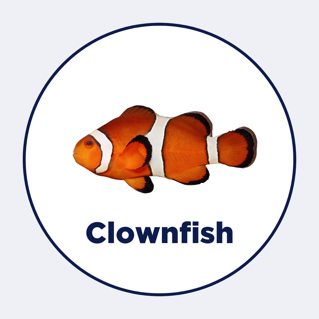 Clownfish