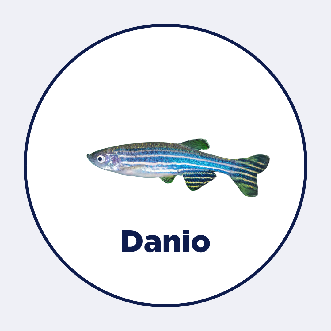 Danio