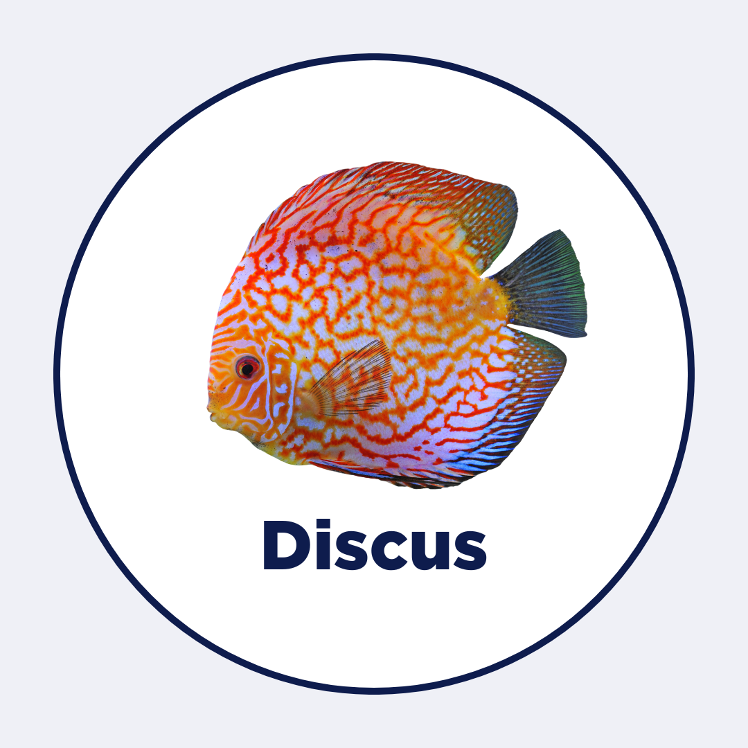 Discus