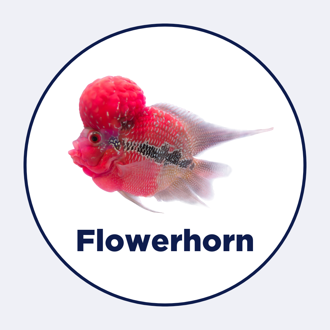 Flowerhorn