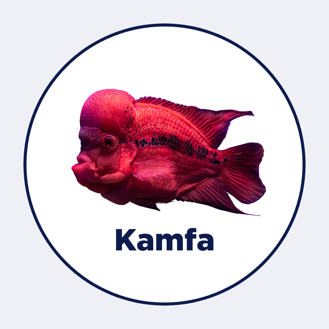 Best Fish Food for Kamfa | Intan Aquarium Feeds By Growel – Intan Growel