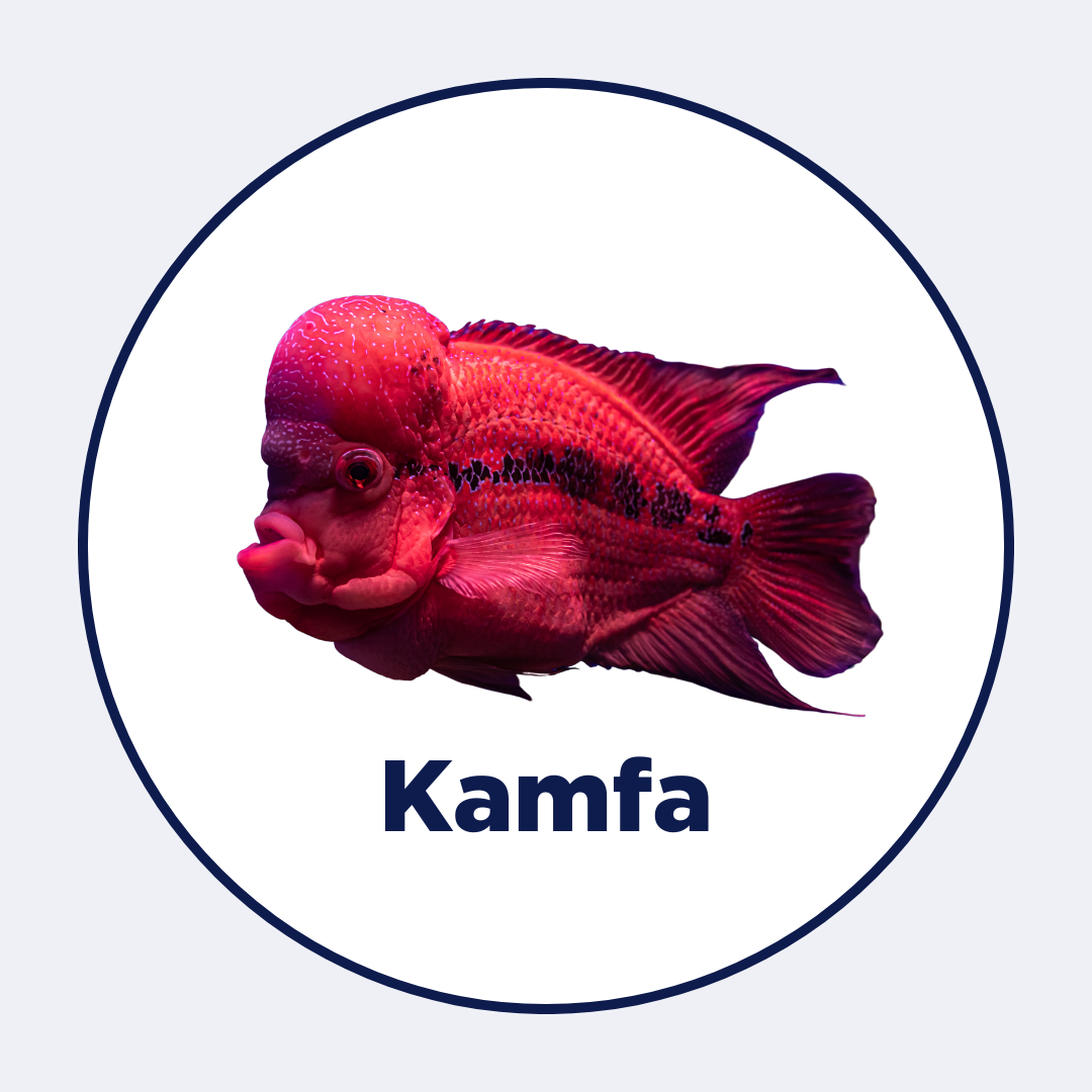 Kamfa