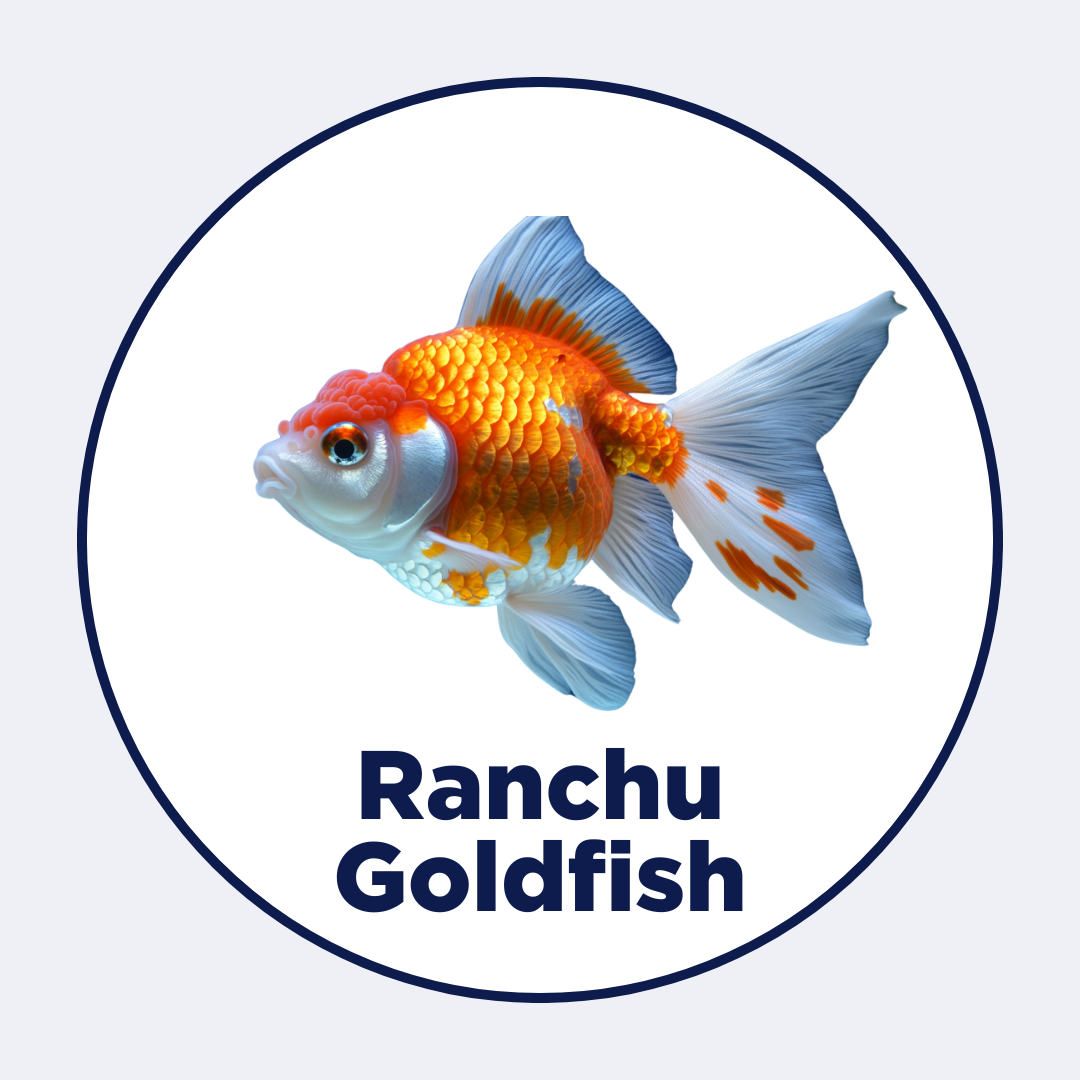 Ranchu