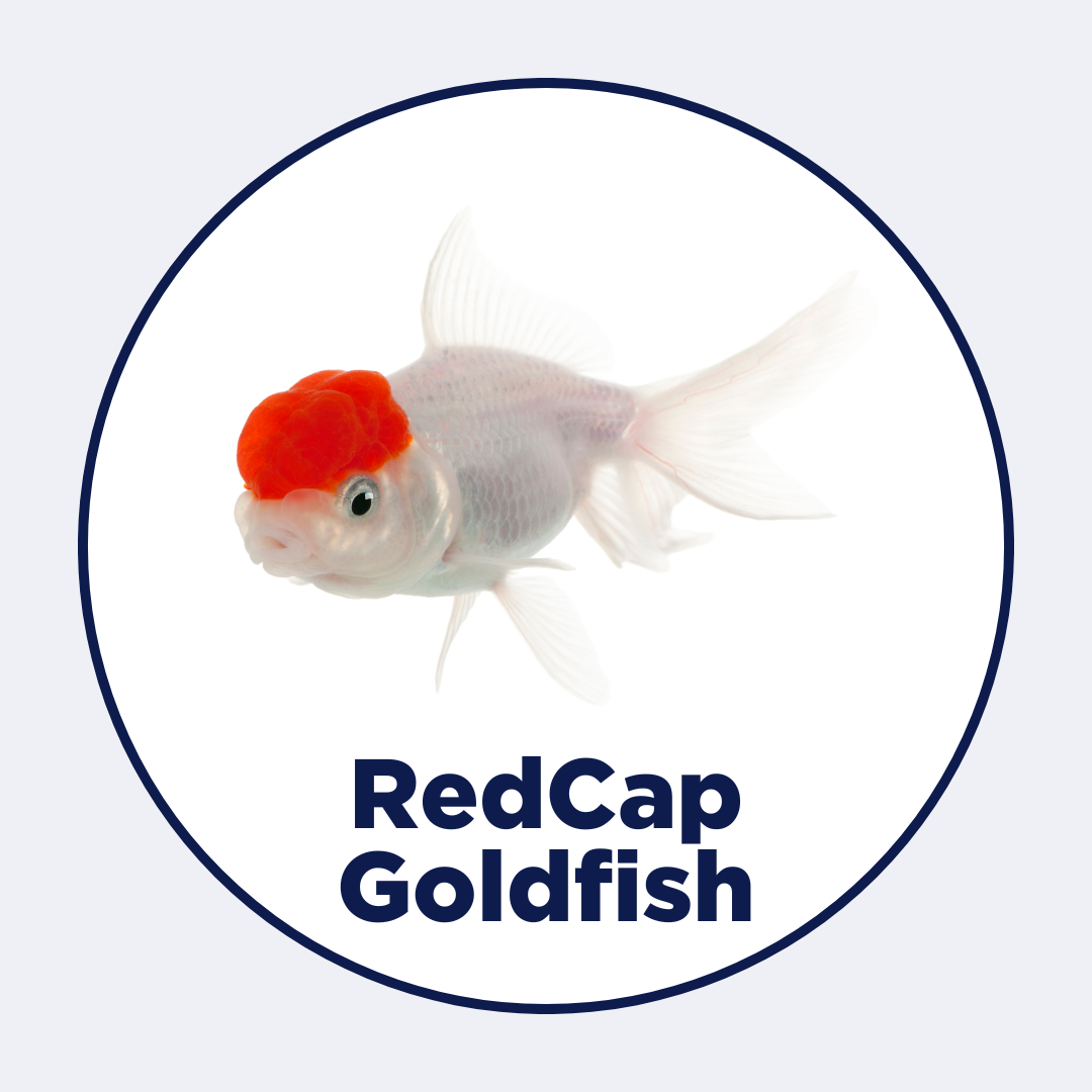 Red Cap Goldfish