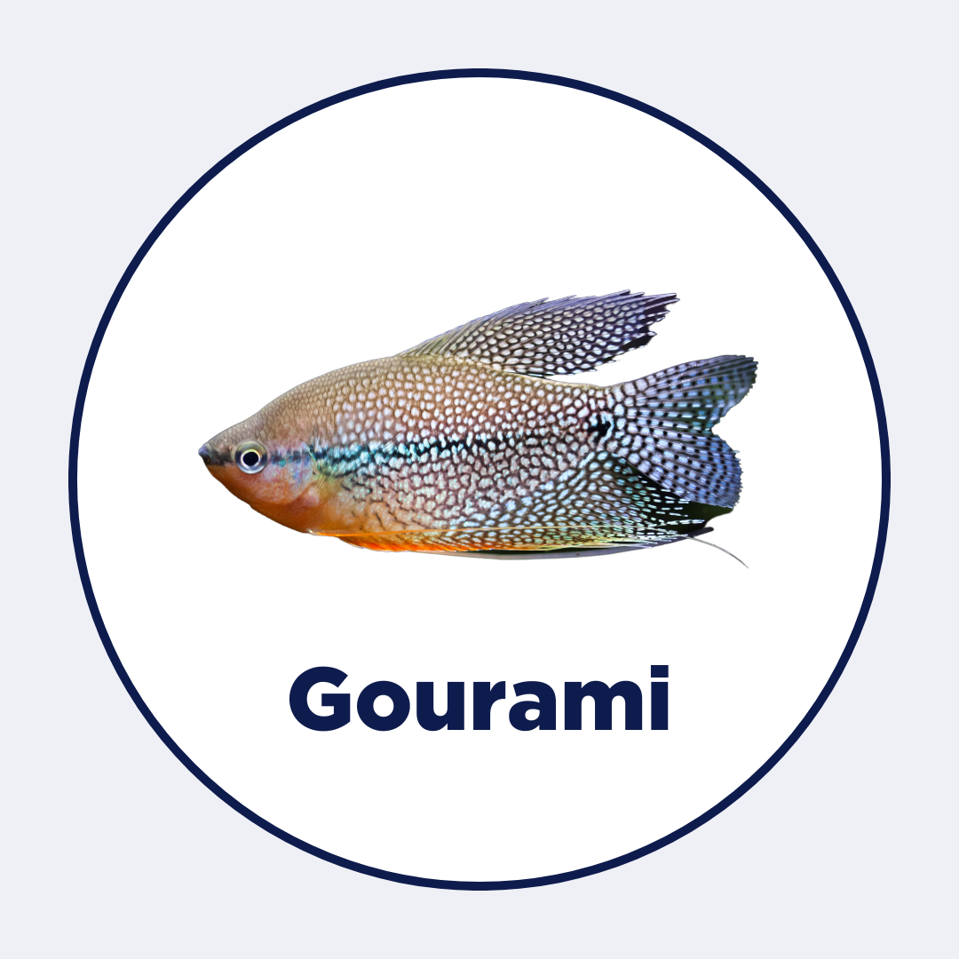 Gourami