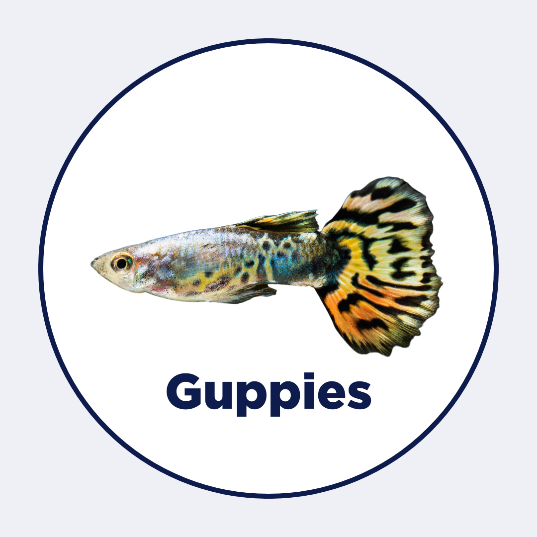 Guppies